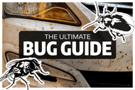 The Ultimate Bug Battle Guide: Understanding, Eliminating, and Preventing Pesky Splatter!